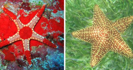Revelan cómo las estrellas de mar desprenden sus brazos para huir de los depredadores