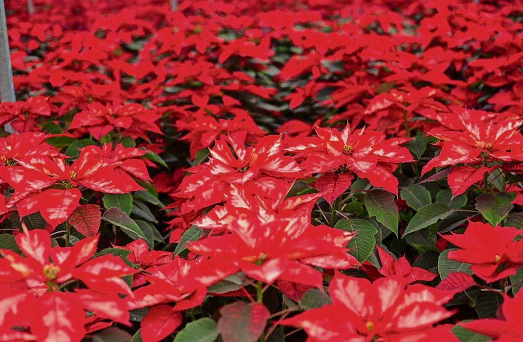 Se espera que este año la producción de nochebuena cierre por arriba de 22 millones de plantas, debido a la demanda nacional e internacional. Foto: Especial