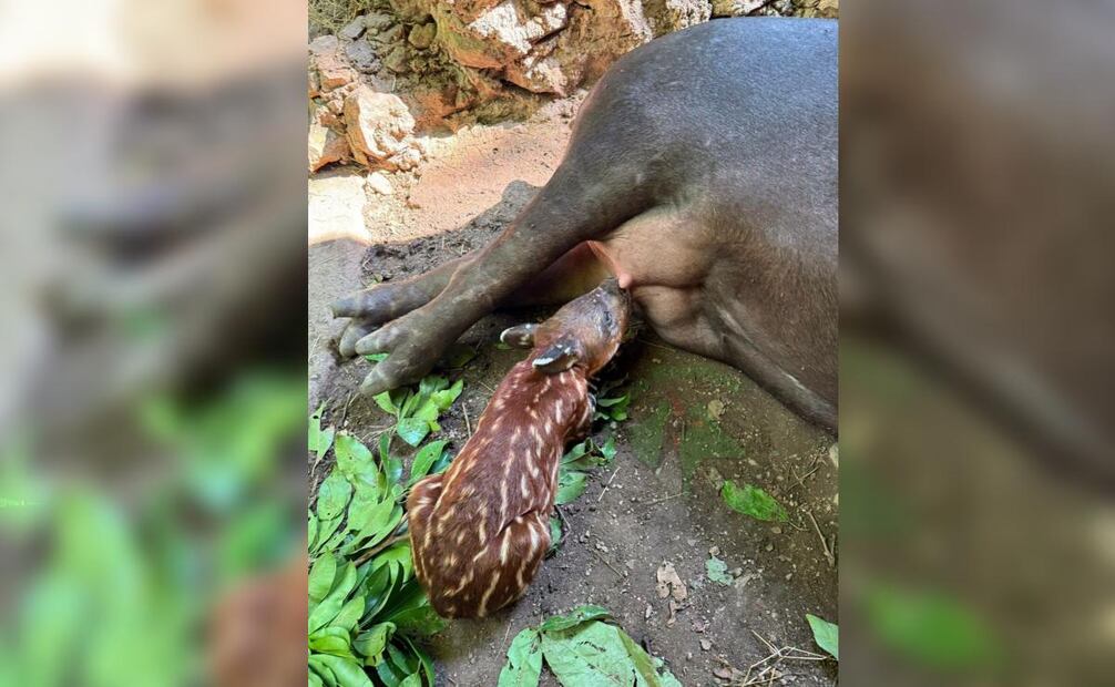Nace un tapir centroamericano en zoológico de Chiapas; especie está en peligro de extinción.
Foto: Especial.