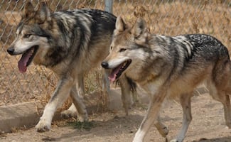 Lobo mexicano tiene nuevo hogar en Centro de Conservación de Vida Silvestre y reciben a pareja reproductiva; Sedema espera lograr nueva camada