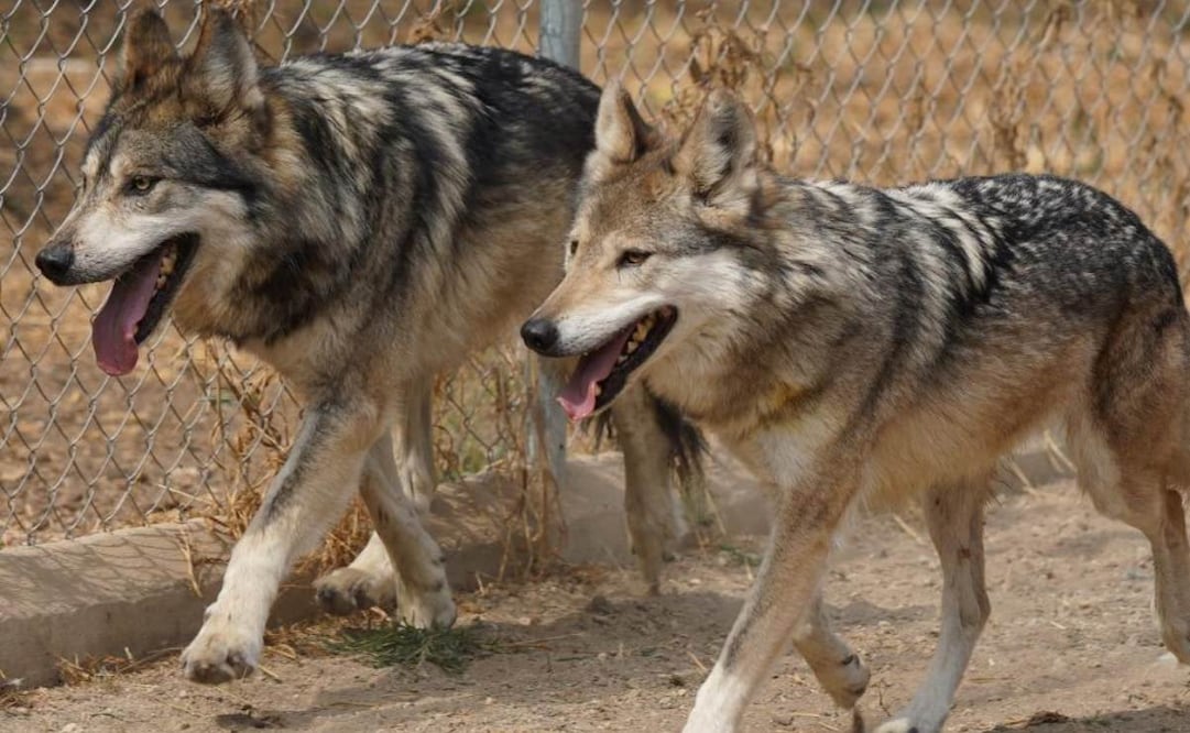 Lobo mexicano tiene nuevo hogar en Centro de Conservación de Vida Silvestre en CDMX y reciben a pareja reproductiva.
Foto: Especial.