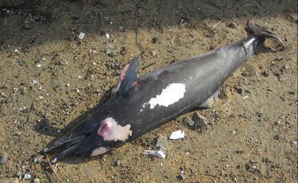 Hallan cadáver de delfín moteado en Manzanillo