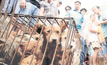 Prohibirán venta de carne de perro en festival chino
