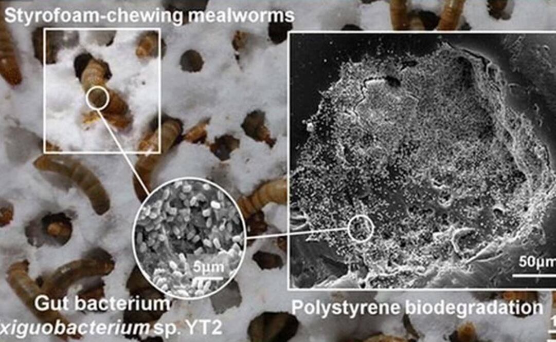 Foto: Environmental Science and Technology