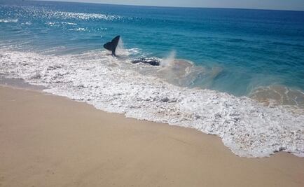 Profepa atiende varamiento de Cachalote en BCS 