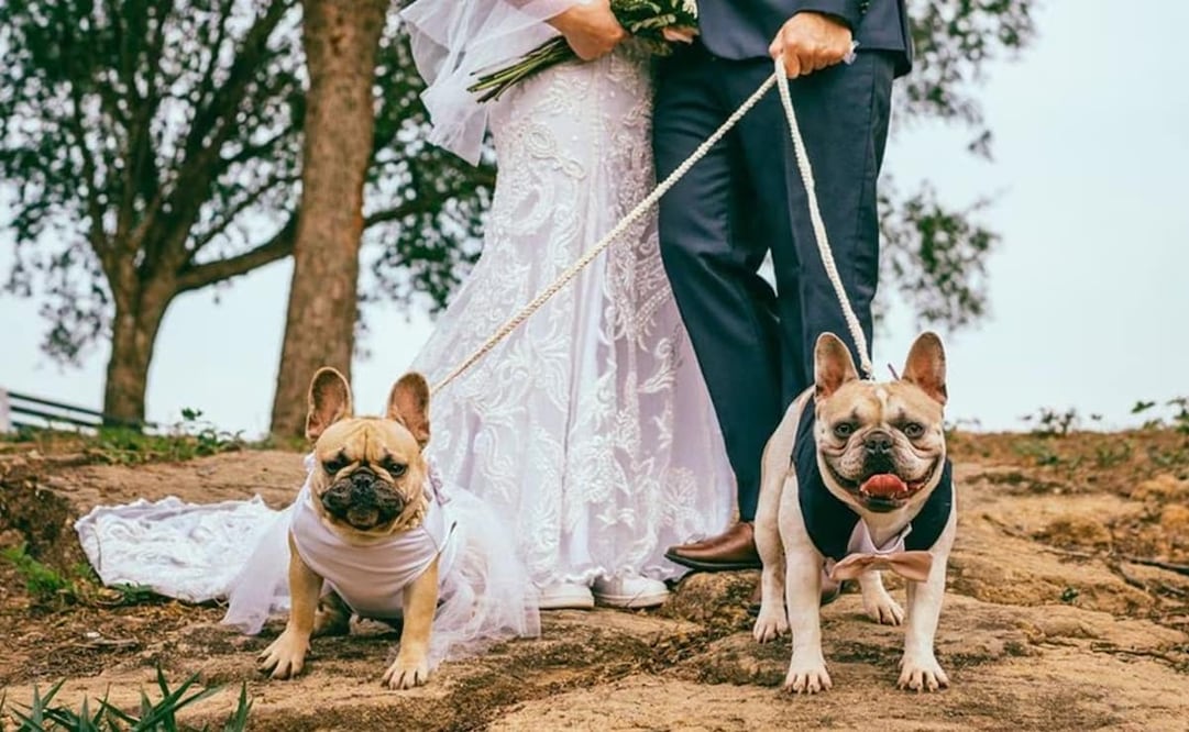 Las mascotas son una parte importante en la vida de muchas personas. Foto: Pexels