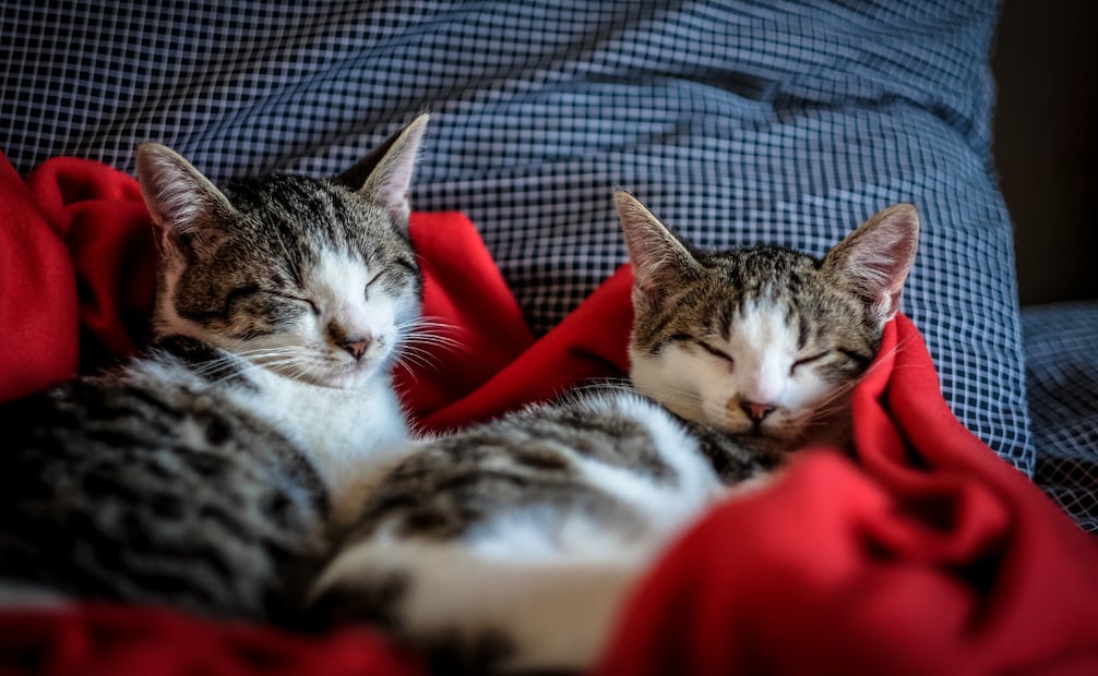 Adoptar en pareja asegura un crecimiento balanceado. Foto: Canva