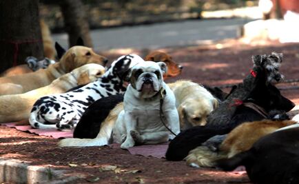 PT propondrá tipificar como secuestro el robo de mascotas