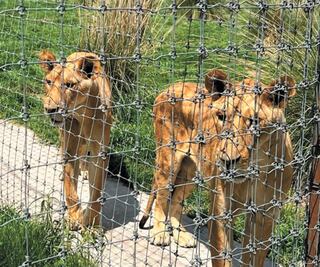 El Ocotal y Zacango recibirán a animales