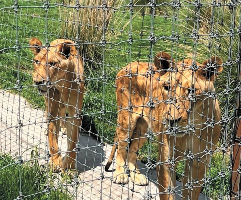 Una vez que los felinos estén recuperados, comenzará la etapa para que convivan con otras especies en los lugares donde sean recibidos. Foto: Especial 