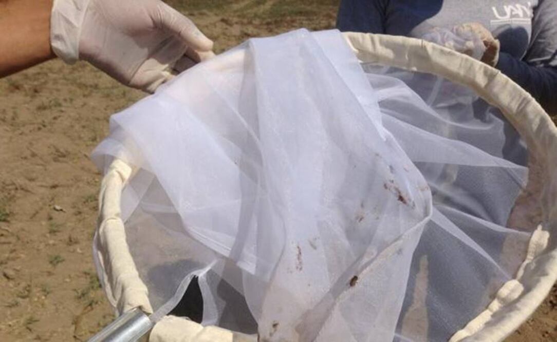 Los insectos pueden descubrir un crimen