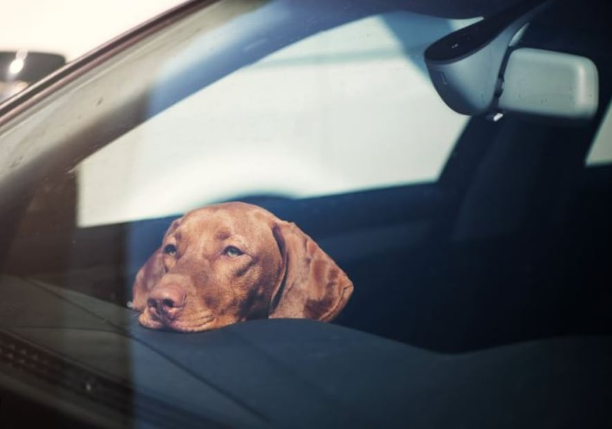 Al interior del auto, la temperatura se dispara y puede ser letal para las mascotas. Foto: Pexels