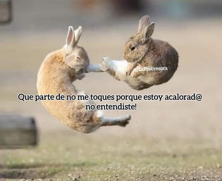 Memes ola de calor. Foto: Captura de pantalla