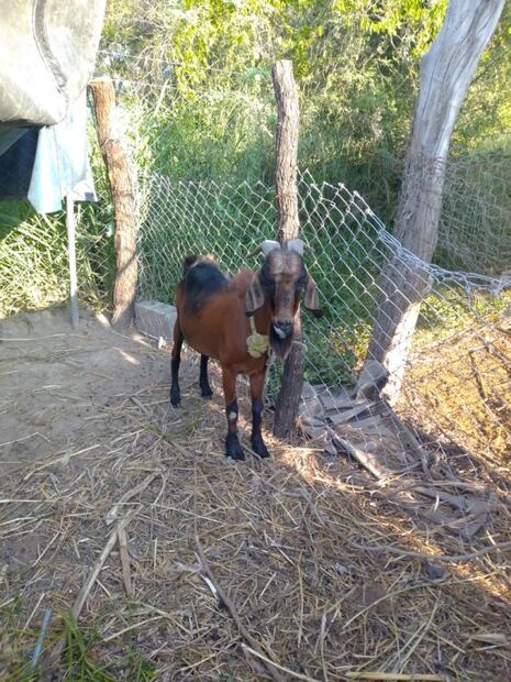 “Tengo muchas ganas de vivir”, dice joven de Tamaulipas que rifa chivo para cirugía de riñón