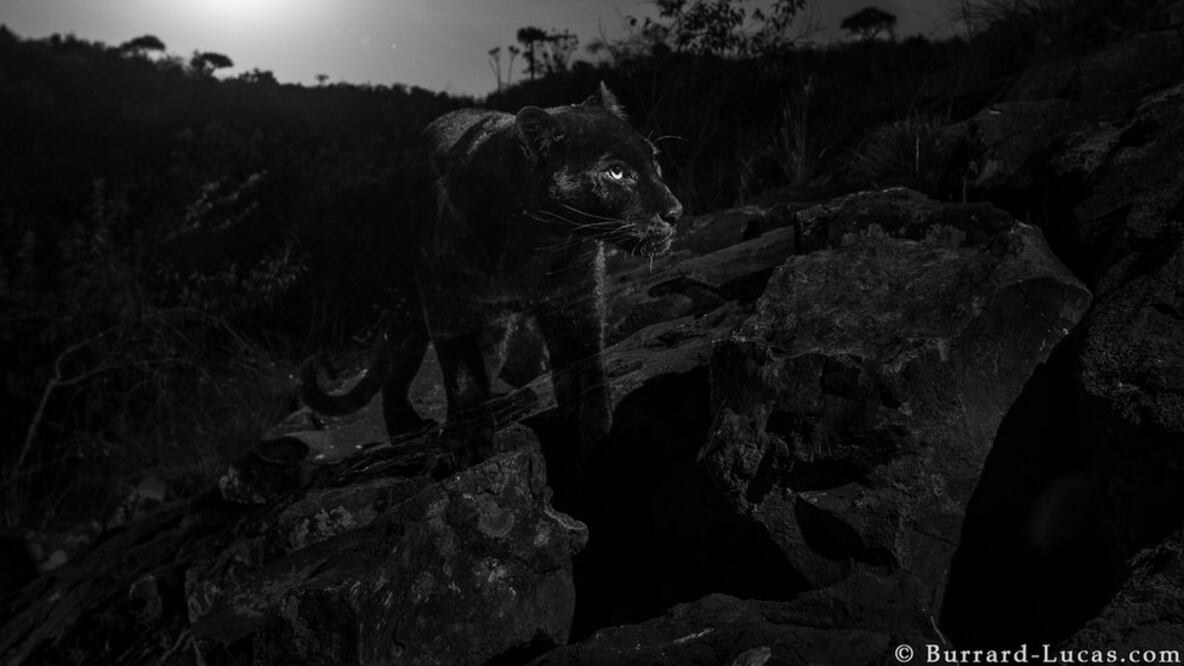La pantera negra: la extraordinaria fotografía de este sigiloso gran felino (y por qué deberíamos llamarlo "leopardo negro")