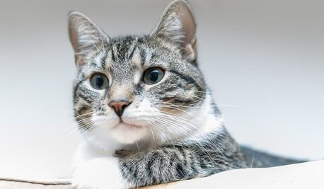 Día del Gato: ¿por qué los fans de los "michis" celebran tres veces al año?