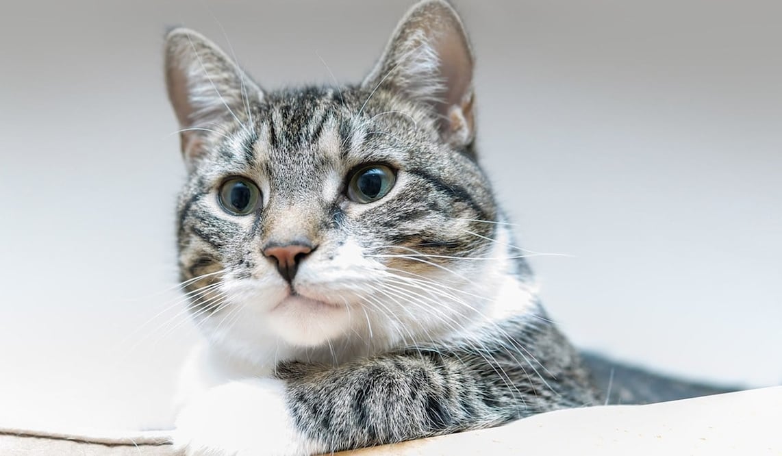 El Día del Gato tiene tres distintas fechas para celebrar. / Foto: Pixabay.