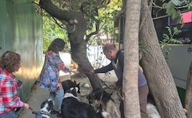 Atienden reporte de presunto maltrato animal en la BJ; sujeto tenía perros dentro de un microbús  