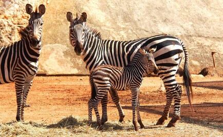 Nace cebra en Zoológico Animaya de Mérida