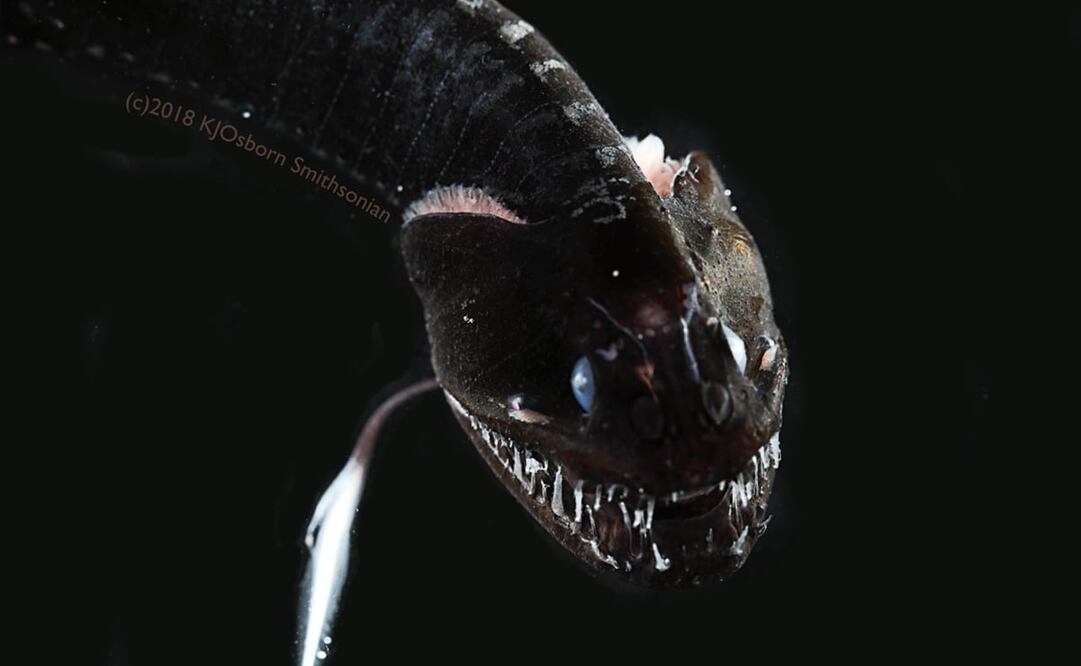 Foto: Karen Osborn, Smithsonian