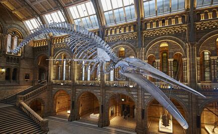 Una gran ballena ocupa la entrada del Museo de Historia Natural de Londres