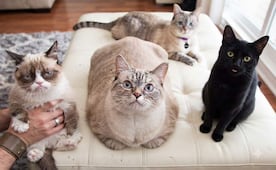Día Internacional del Gato: conoce a los mininos que se volvieron leyenda mundial