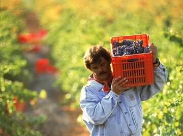 Comienza la temporada de vendimias 2018