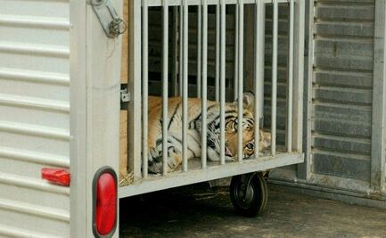 Capturan ileso a tigre de Bengala que deambulaba en un vecindario de Houston