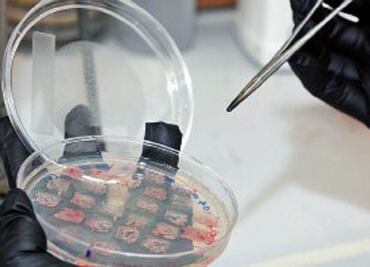 Proyecto UNAM: Aíslan bacterias con propiedades farmacológicas