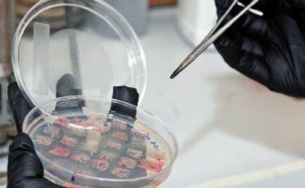 Proyecto UNAM: Aíslan bacterias con propiedades farmacológicas