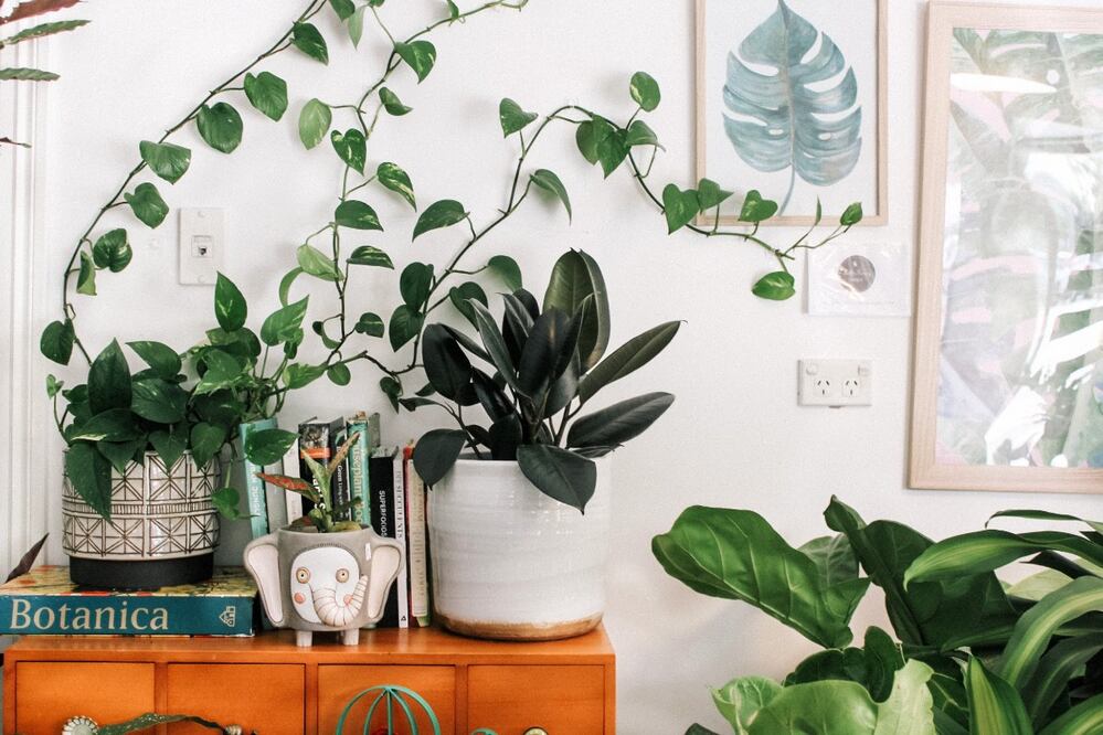 Decora tu hogar con plantas fáciles de cuidar. Foto: Unsplash 