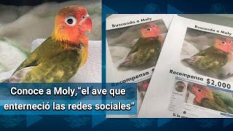 Ofrecen recompensa por encontrar a Moly, ave desaparecida en Reynosa