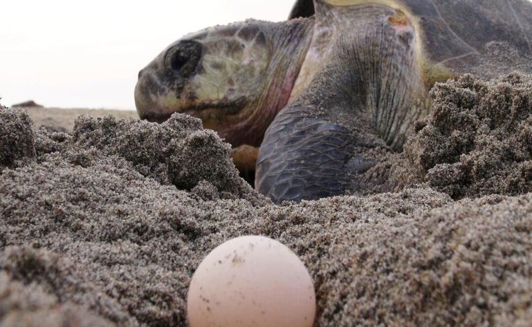 Foto: Archivo/ Cuartoscuro