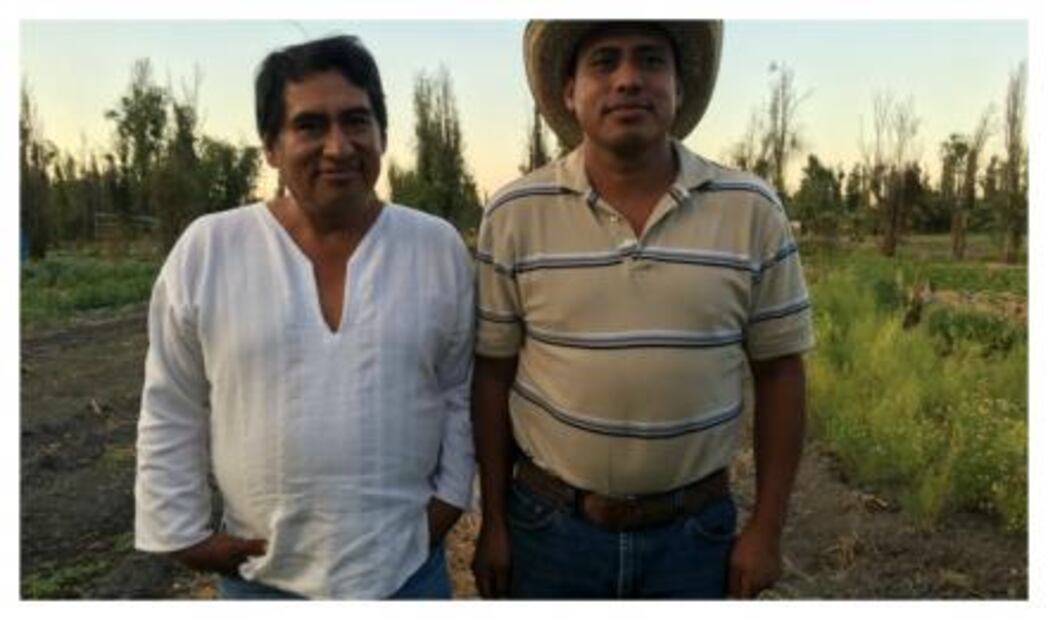 Restaurantes consumen más alimentos orgánicos de las chinampas