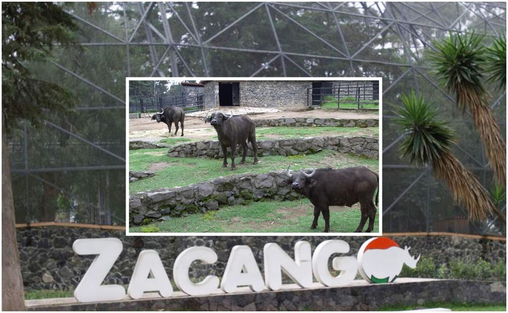 Zoológico de Zacango. Foto: Especial