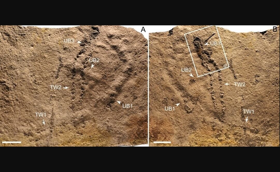 Foto: NIGP vía Europa Press