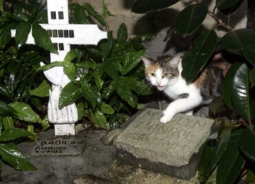 Personal y gatos en casa de Hemingway sobreviven al paso de “Irma”