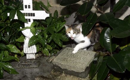 Personal y gatos en casa de Hemingway sobreviven al paso de “Irma”