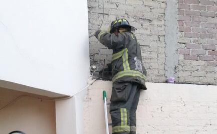 Me pareció ver un lindo gatito... atrapado; bomberos lo rescatan en Xochimilco