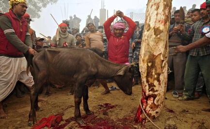 Nepal sacrifica 6.000 búfalos en mayor matanza ritual de animales del mundo
