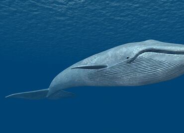 Cuál es el animal más grande del mundo