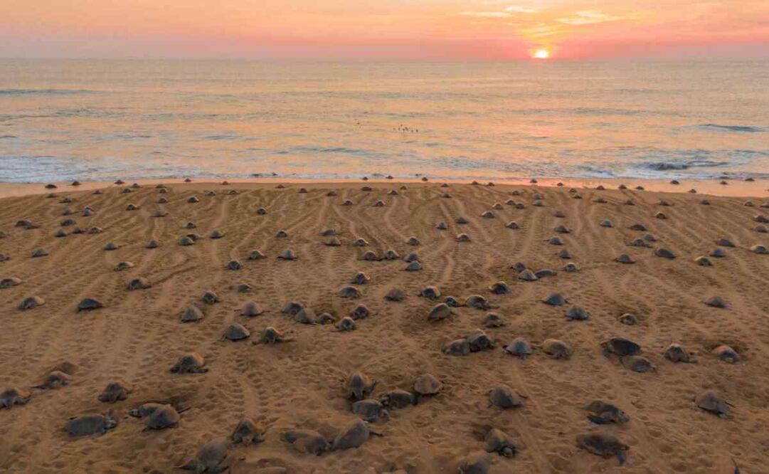 La Compesca vigila y protege a las tortugas tanto de la actividad humana, como de diversos depredadores. Foto: Especial