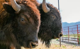 El bisonte, un motor de cambio para el ecosistema