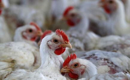 Modifican genoma de pollos contra gripe aviar