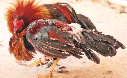 Detienen a 29 durante pelea de gallos en Michoacán; buscan prevenir contagios