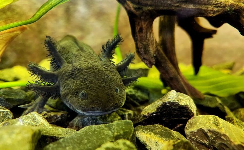 Parque de la Ciencia Sierra Morelos, en Toluca. Foto: Especial