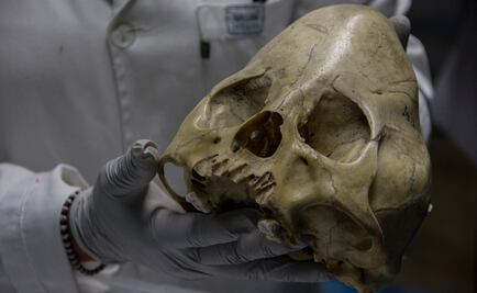 Descubren el tratamiento dental más antiguo de América