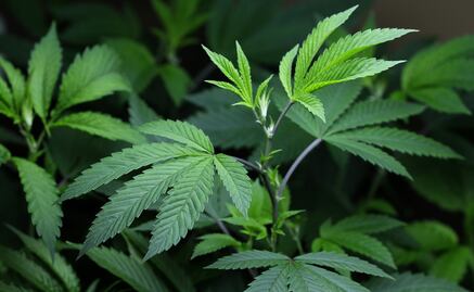 Departamento de Justicia de EU gestiona formalmente para reclasificar la marihuana como droga menos peligrosa