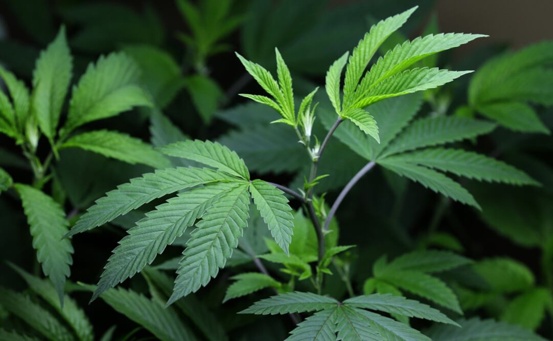 El plan aprobado por el secretario de Justicia, Merrick Garland, no legaliza a la marihuana para fines recreativos. Foto: AP