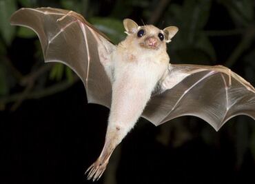 Conoce cuánto tiempo viven los murciélagos; bióloga lo revela